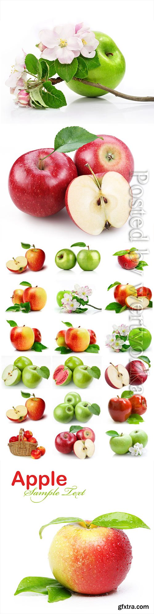 Red and green apples and apple blossom stock photo