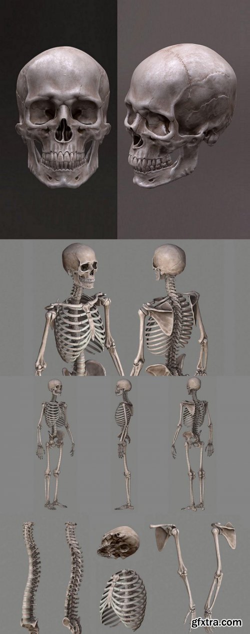 Human Skeleton Caucasian Male 3d model