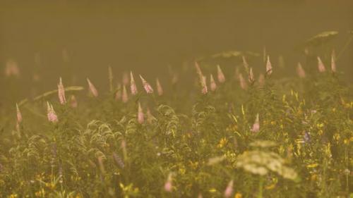 Videohive - Wild Field Flowers in Deep Fog - 32632689 - 32632689