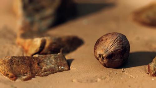 Videohive - Coconut on Sand Beach at Sunset - 32632828 - 32632828