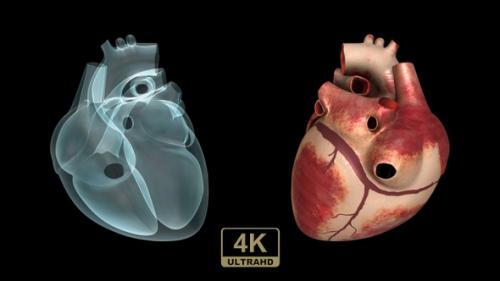 Videohive - Real Heart And X-Ray Heart - 29529841 - 29529841