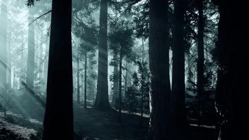 Videohive - Black Tree Trunk in a Dark Pine Tree Forest - 32700171 - 32700171