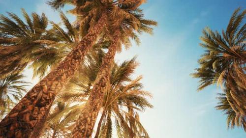 Videohive - Palm Trees at Sunset Light and Sky - 32700708 - 32700708