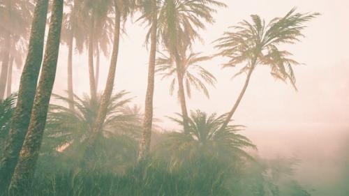 Videohive - Coconut Palms in Deep Morning Fog - 32700712 - 32700712