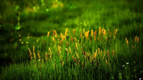 Videohive - Field with Green Grass and Wild Flowers at Sunset - 32700809 - 32700809