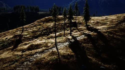 Videohive - Trees on Meadow Between Hillsides with Conifer Forest - 32700852 - 32700852