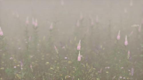 Videohive - Wild Field Flowers in Deep Fog - 32700861 - 32700861