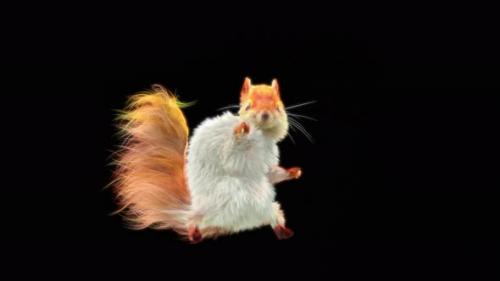 Videohive - 74 White Squirrel Samba Dancing 4K - 32701425 - 32701425