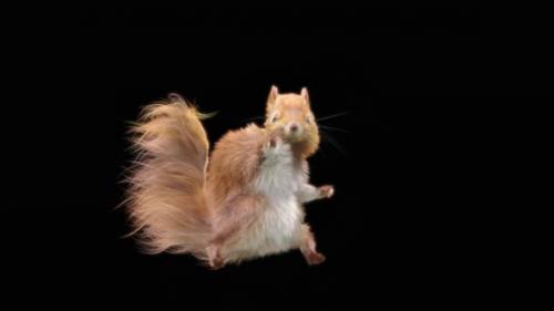 Videohive - 74 Squirrel Samba Dancing HD - 32701429 - 32701429