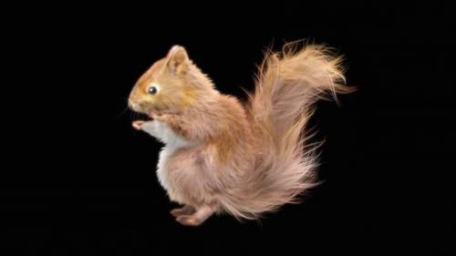 Videohive - 75 Squirrel Hip Hop Dancing HD - 32714457 - 32714457