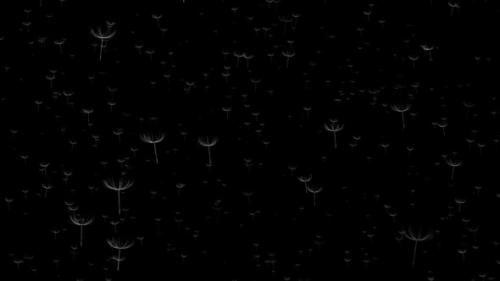 Videohive - Flying dandelions on black background. Animation - 32693265 - 32693265