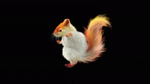 Videohive - 76 White Squirrel Dancing 4K - 32742827 - 32742827