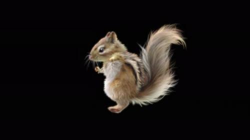 Videohive - 76 Chipmunk Dancing 4K - 32742828 - 32742828