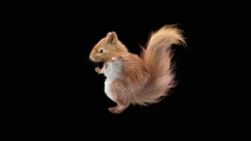 Videohive - 76 Squirrel Dancing HD - 32742829 - 32742829