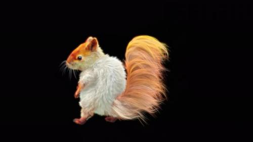 Videohive - 77 White Squirrel Dancing 4K - 32755202 - 32755202