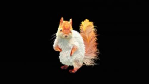 Videohive - 77 White Squirrel Dancing HD - 32755203 - 32755203