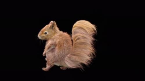 Videohive - 77 Squirrel Dancing 4K - 32755204 - 32755204