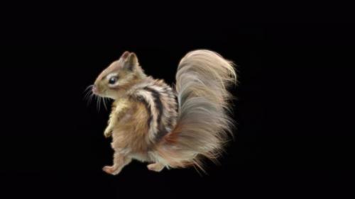 Videohive - 77 Chipmunk Dancing 4K - 32755206 - 32755206