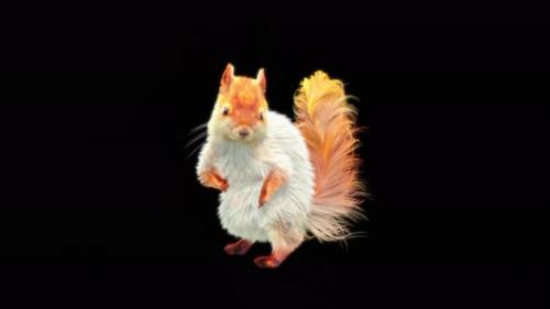 Videohive - 77 White Squirrel Dancing 4K - 32755208 - 32755208