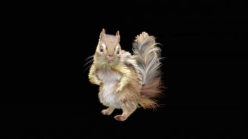 Videohive - 77 Chipmunk Dancing HD - 32755212 - 32755212