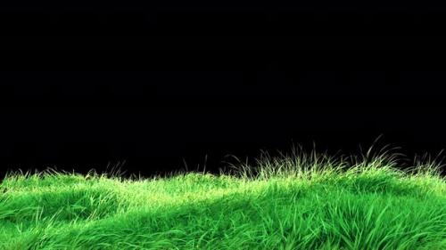 Videohive - Waving Grass in The Strong Wind Loop 4K - 32770053 - 32770053