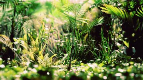Videohive - Close Up Jungle Grass and Plants - 32782425 - 32782425