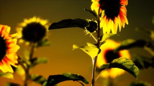 Videohive - Big Beautiful Sunflowers at Sunset - 32782437 - 32782437