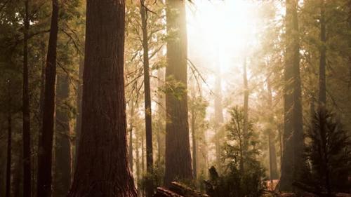 Videohive - Giant Sequoias in Redwood Forest - 32782455 - 32782455