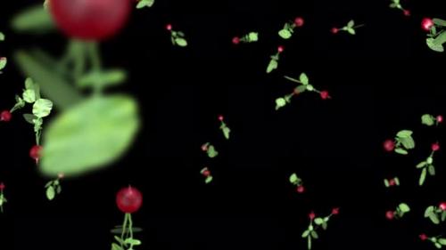 Videohive - 3D radish falls on black background - 32805885 - 32805885