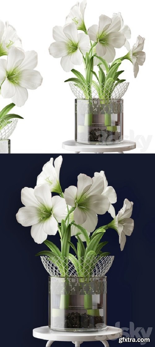 WHITE AMARYLLIS