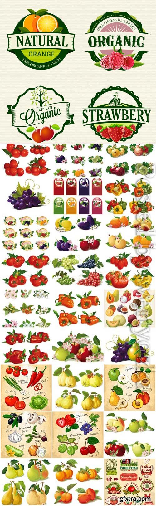 Fresh vegetables and fruits in vector