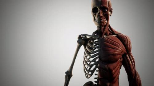 Videohive - Muscular and Skeletal System of Human Body - 32902526 - 32902526