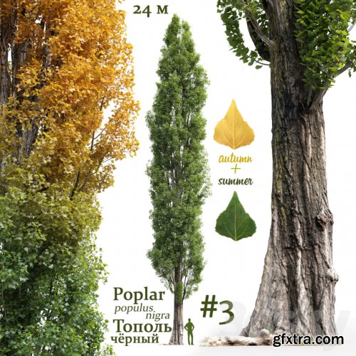 Poplar / Populus nigra #3