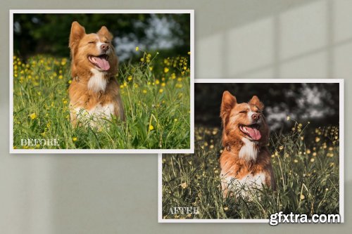 CreativeMarket - 15 Furry Friends Collection 6204182