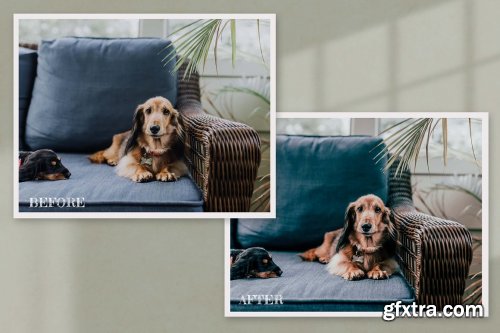 CreativeMarket - 15 Furry Friends Collection 6204182