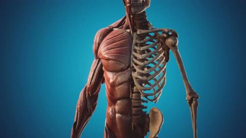 Videohive - Muscular and Skeletal System of Human Body - 32902548 - 32902548