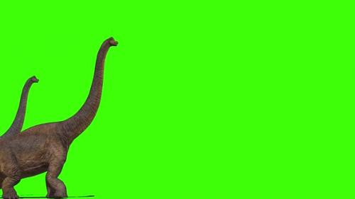 Videohive - Brachiosaurus Dinosaur Walking On Green Screen 5 - 32891840 - 32891840