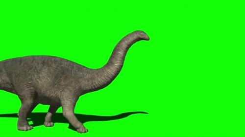 Videohive - Apatosaurus Dinosaur Walking On Green Screen 1 - 32892557 - 32892557