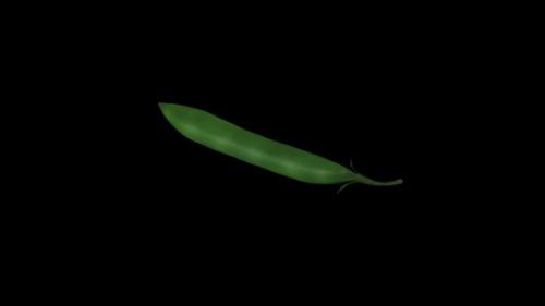 Videohive - Animation of a spinning beans peas on a black background - 32912803 - 32912803