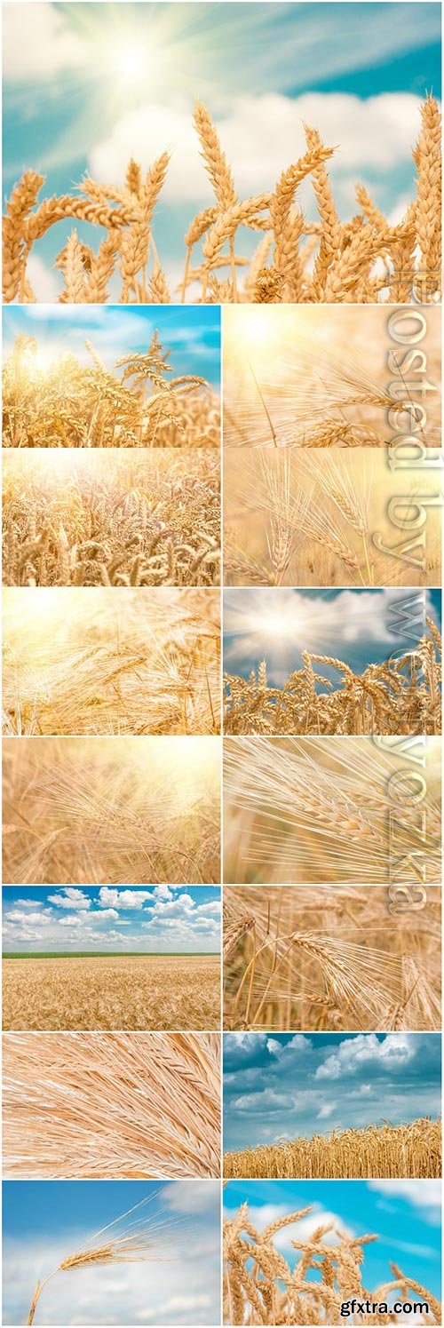 Ripe wheat fields stock photo