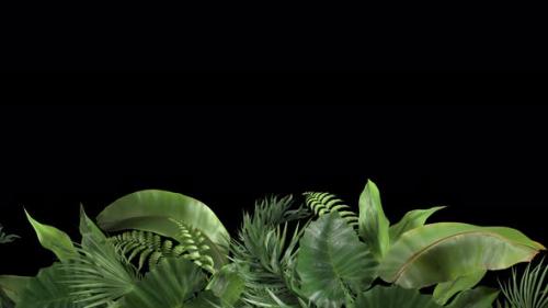 Videohive - Tropical Plants Moving in the Wind in a Loop Animation with Alpha Channel - 32936549 - 32936549