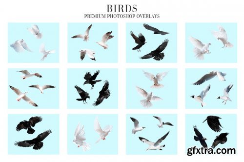 CreativeMarket - Bird Overlays Photoshop 4934539