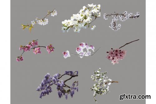 CreativeMarket - Flower Branch Overlays, PNG 5264581