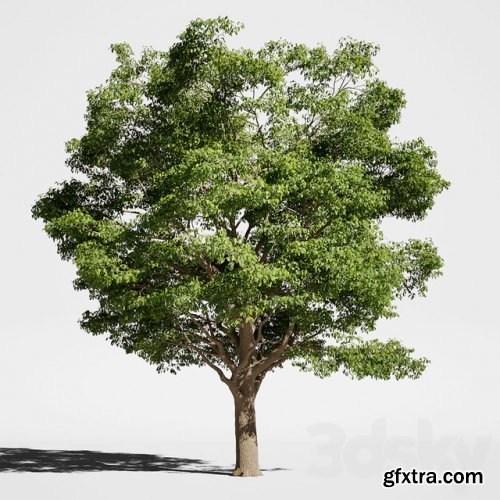 Tree Oak generic