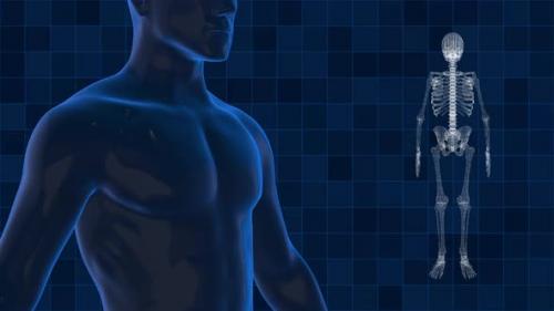 Videohive - Human and skeleton 3D digital for medical technology - 32946638 - 32946638