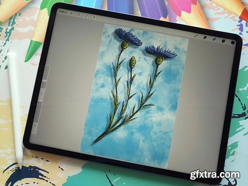 Sketching and Doodling Fun with Cornflowers in Procreate