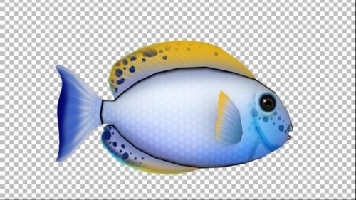 Videohive - Cartoon Tang Fish Version 03 - 32984483 - 32984483