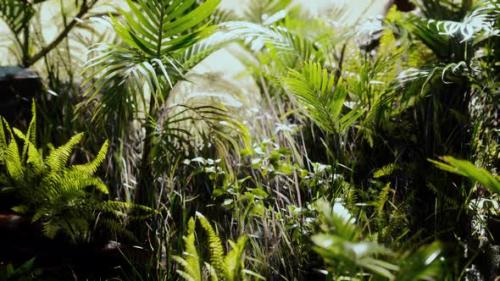 Videohive - Close Up Jungle Grass and Plants - 32988689 - 32988689