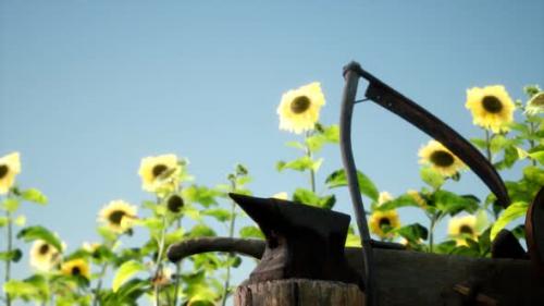 Videohive - Old Vintage Style Scythe and Sunflower Field - 32988781 - 32988781