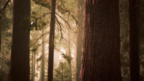 Videohive - Giant Sequoias in Redwood Forest - 32988892 - 32988892